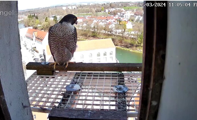 Screenshot_20240322-110529~2