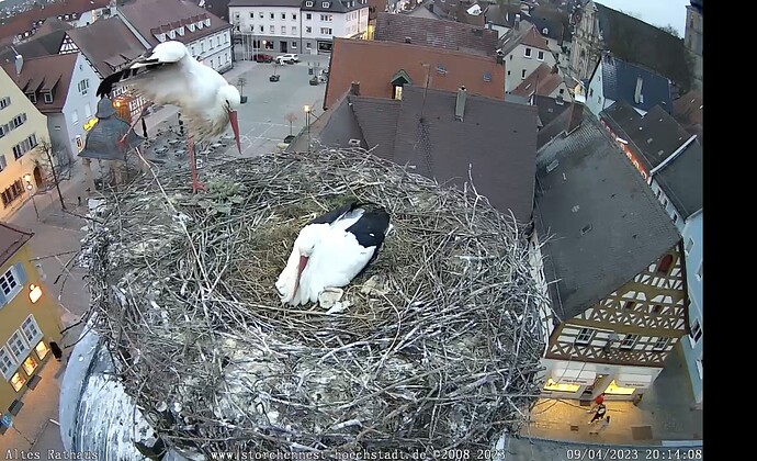 Bild