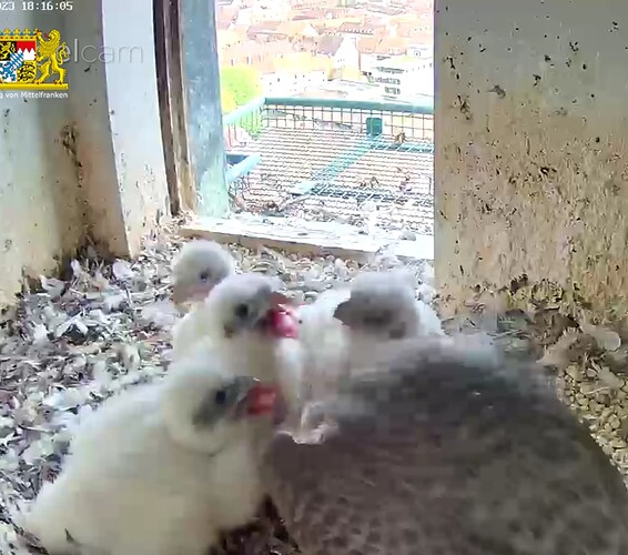 Screenshot_20230423-181627~2