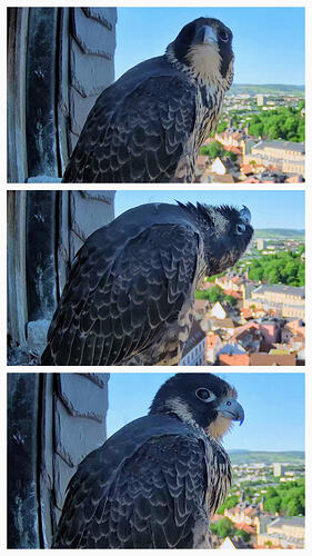 20260528_182736-COLLAGE~2