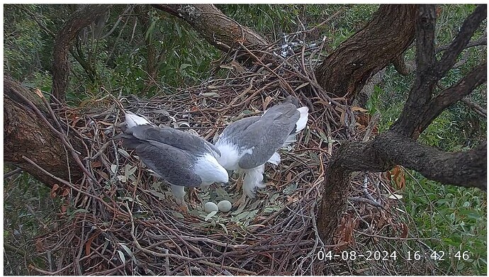 Screenshot 2024-08-04 203520