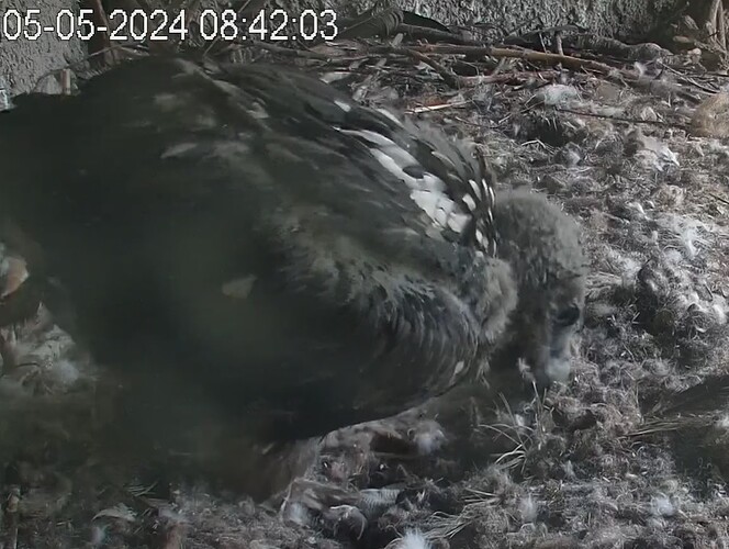 Nest herrichten 05.05.24