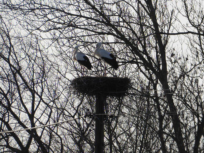 P1090407 - Kopie