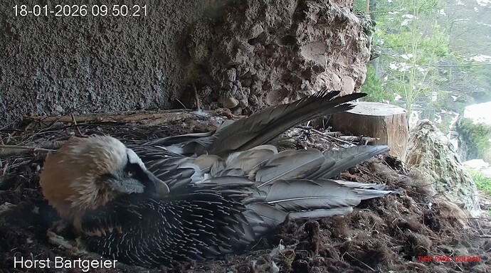 Gefiederpflege 18.01.26