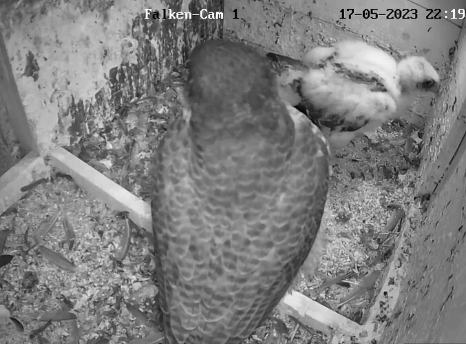 Screenshot_20230517-222002~2