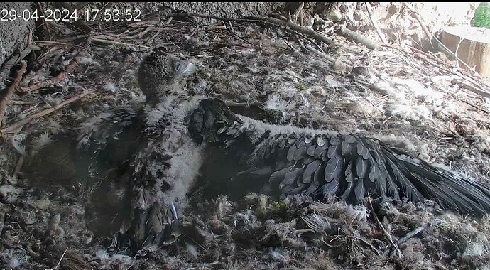 Screenshot_2024-04-29-17-54-44-163_com.android.chrome