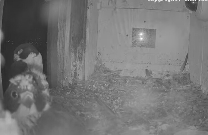 Screenshot_20241111_183935_Chrome