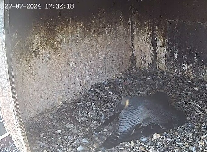 Screenshot_20240727_182942_Chrome