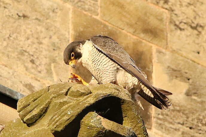 Falco Sonntagabend 5