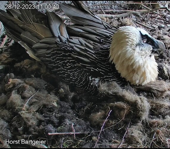 Screenshot_2023-12-28-11-00-51-168_com.android.chrome