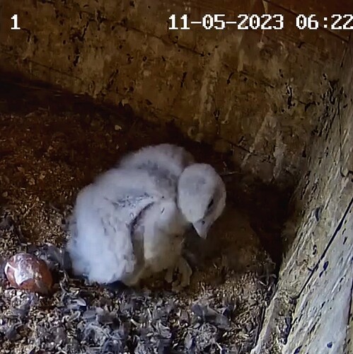 Screenshot_20230511-062254-01