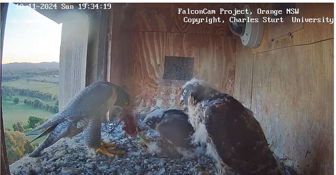 Screenshot 2024-11-10 151916