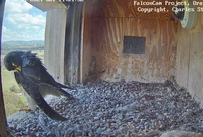 Screenshot_20241116_040451_Chrome