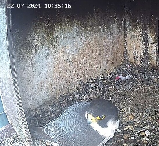 Screenshot_20240722_113152_Chrome