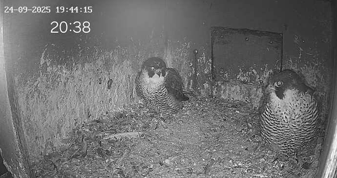 Screenshot_20250924_203854_Chrome