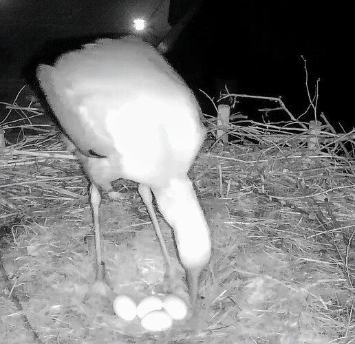 Screenshot_2025-03-26-22-25-59-435_com_1743024544224.android.chrome