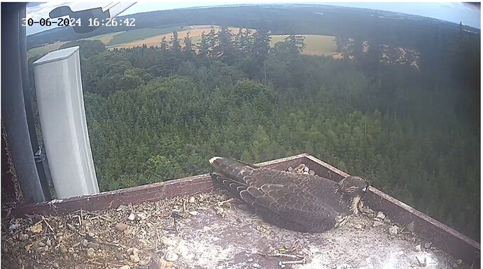 Screenshot_20240630_172513_Chrome