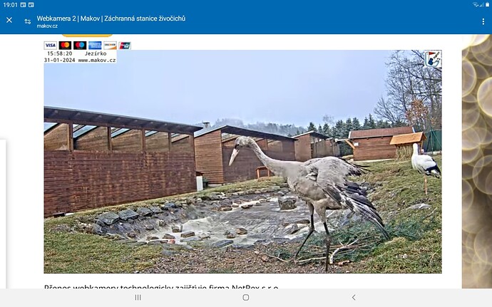 Screenshot_20240131-190106_Chrome