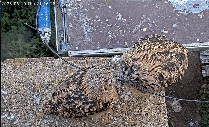 Screenshot 2025-06-19 211148