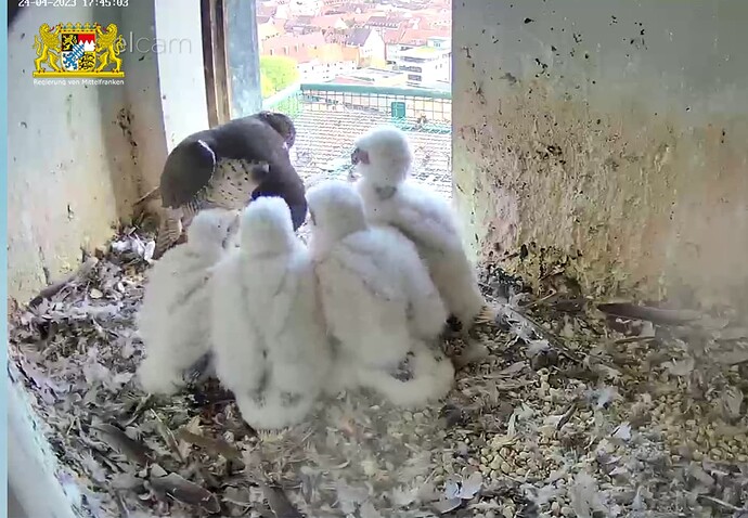 Screenshot_20230424-174525~2