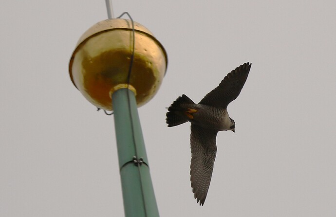 Falco Flug 3