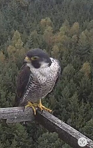 Screenshot_20230913_064005_Chrome