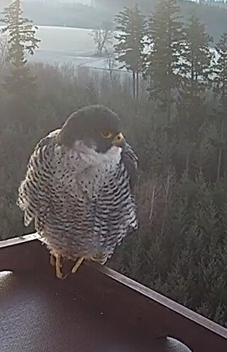 Screenshot_20240130_074434_Chrome