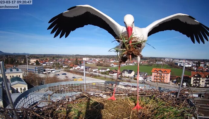 2023-03-17 09_27_15-LIVE Storchennest Freilassing - YouTube und 2 weitere Seiten - Persönlich – Micr