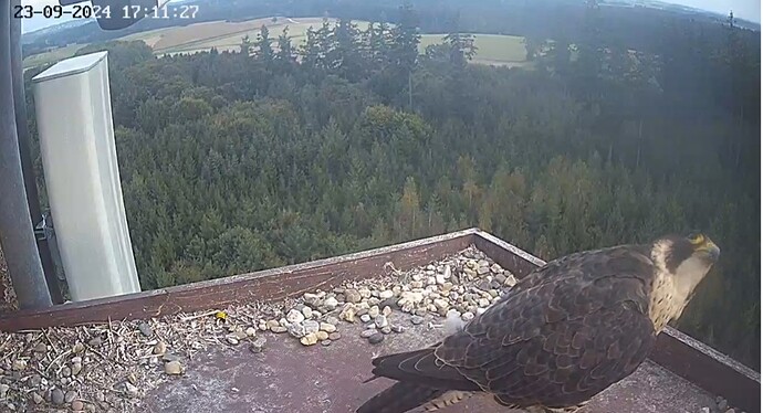 Screenshot_20240923_181018_Chrome