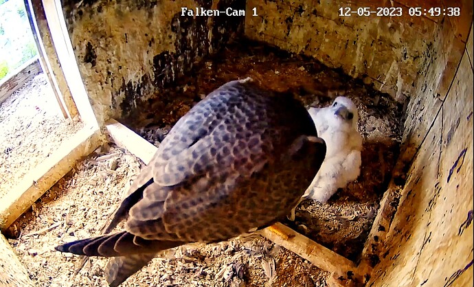 Screenshot_20230512-054957-01