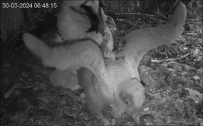 Flug- und Lauftraining