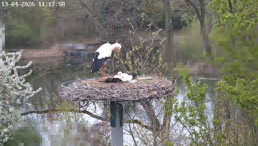 Snap_2026.04.13_12h18m57s_011_