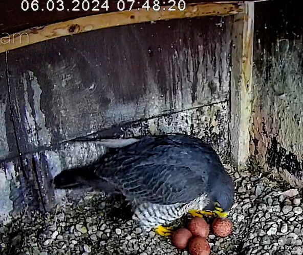 Screenshot_2024-03-06-07-48-40-307_com.android.chrome