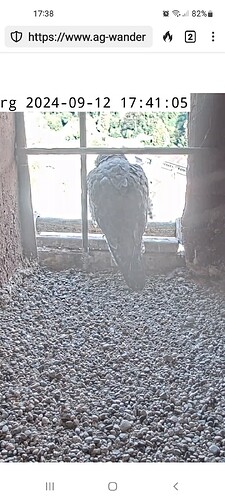 Screenshot_20240912-173814_DuckDuckGo