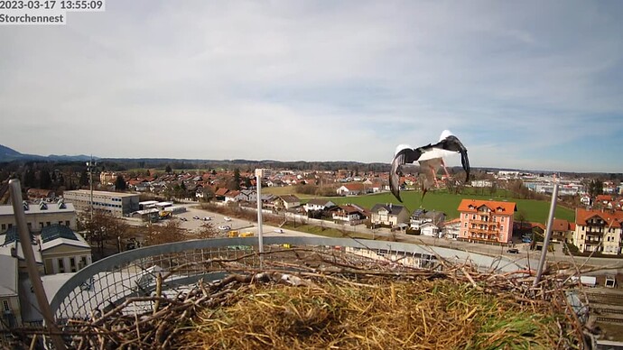 2023-03-17 14_05_21-LIVE Storchennest Freilassing - YouTube und 4 weitere Seiten - Persönlich – Micr