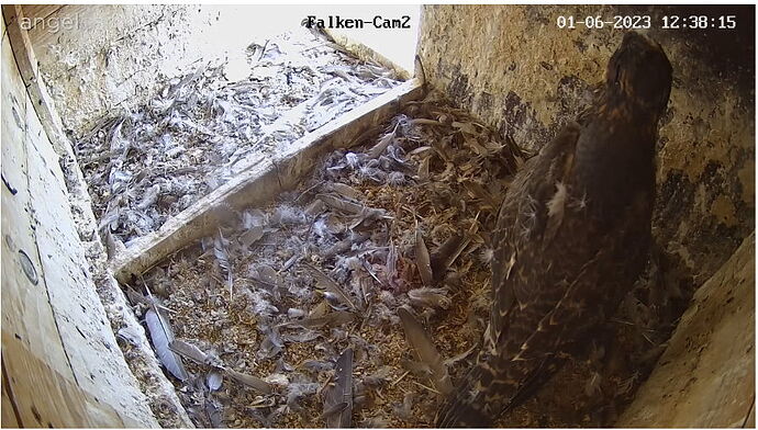 Snap_2023.06.01_12h38m44s_009_