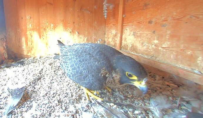 Screenshot_20251016-093319_Firefox~2