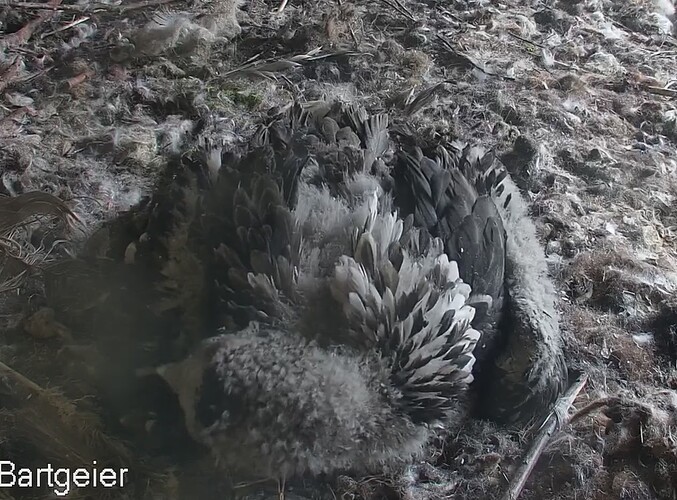 Bartili in den verschiedensten Grautönen 01.05.24