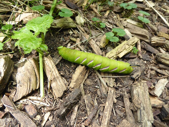 P1020247