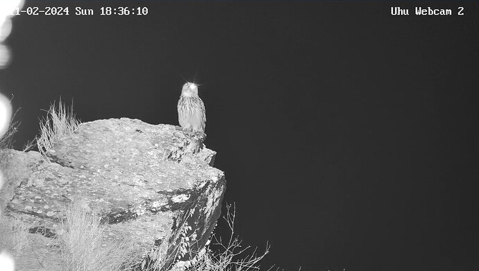 Uhu21