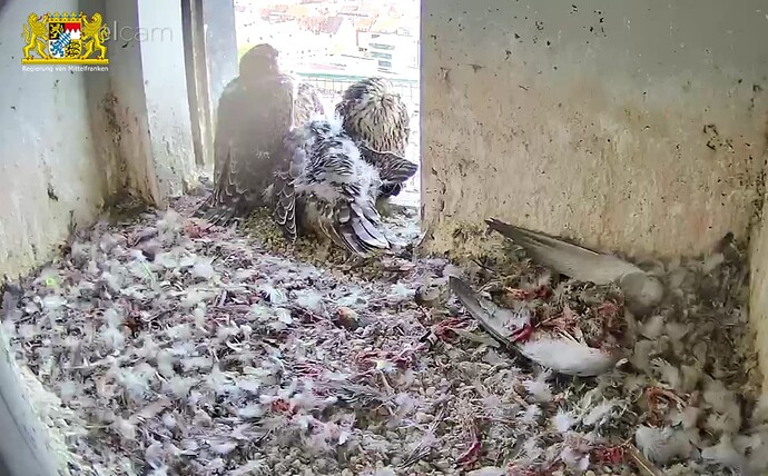 Screenshot_20230509-153857~2