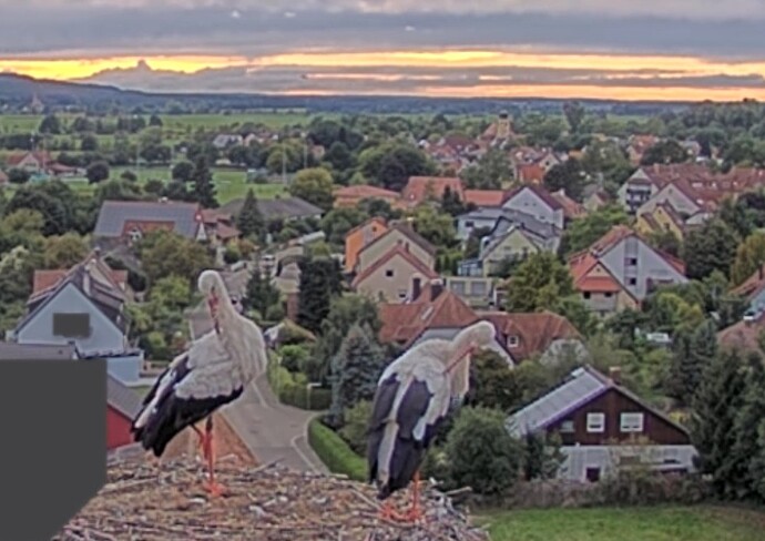 Screenshot_2025-09-01-18-46-54-897_com_1756745721285.android.chrome