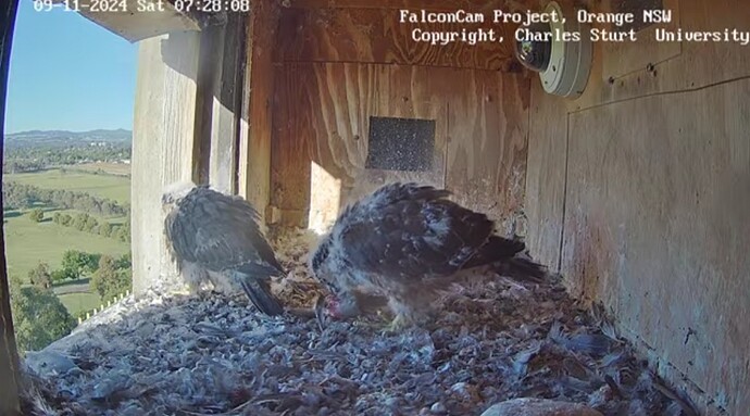 Screenshot_20241108_212826_Chrome