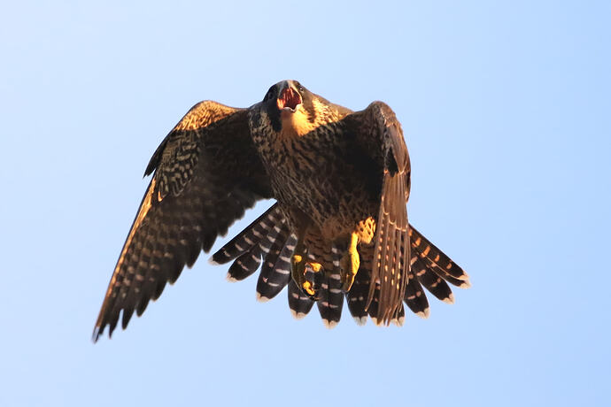 Jungfalke 3-8a