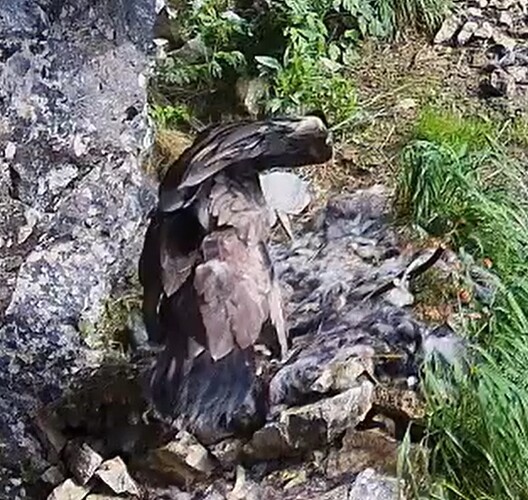 G. beim Frühstück 17.06.25