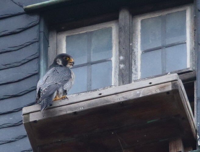 Falco zu Besuch 2