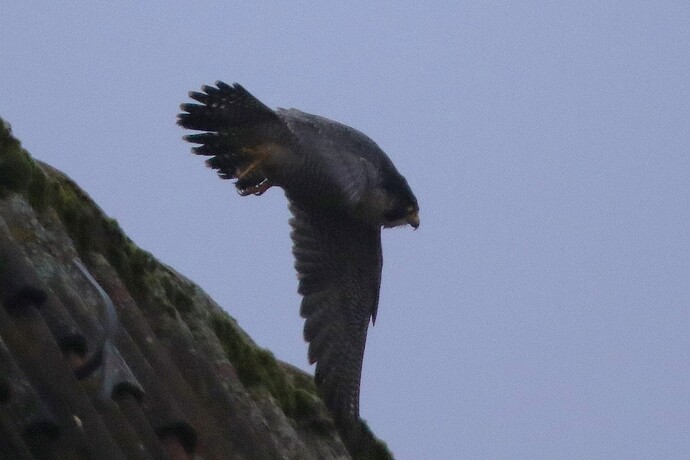 Falco Sonntag 4a