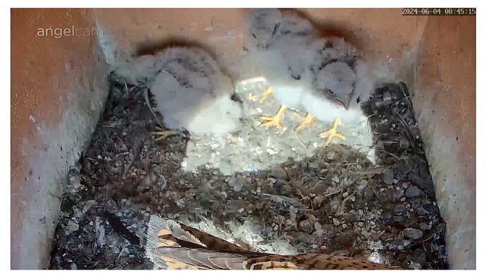 Screenshot_20240604_084544_Chrome