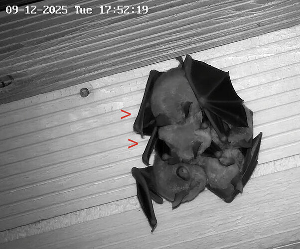 Vollbildaufzeichnung 09.12.2025 175220