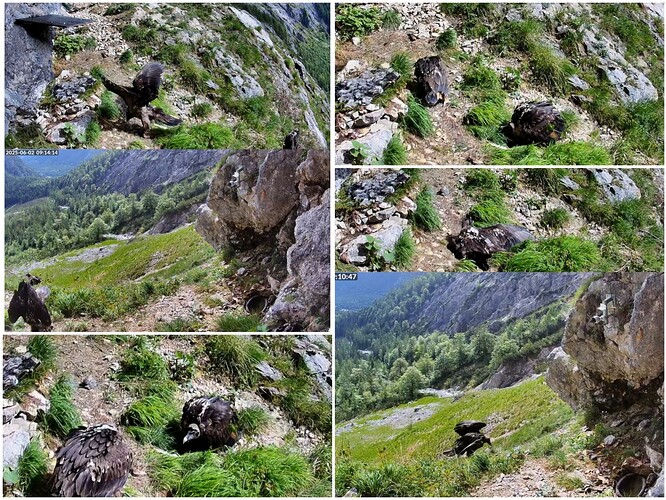 Collage_20250602_092529